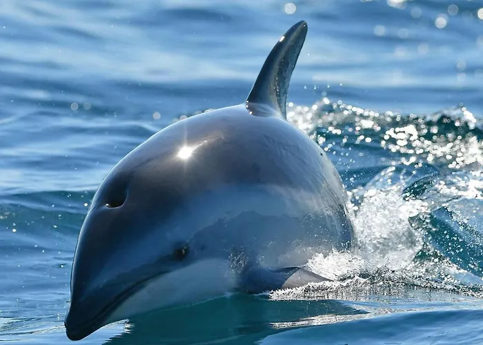 Refugio Ballenas